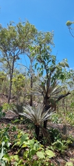 Cycas calcicola
