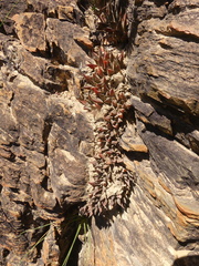 Haworthia mirabilis triebneriana