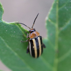 Disonycha glabrata