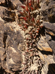 Haworthia mirabilis triebneriana