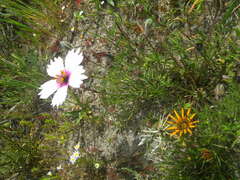 Monsonia speciosa