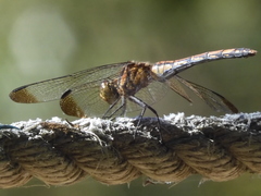 Sympetrum risi