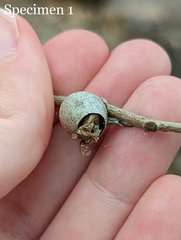 Doratifera vulnerans