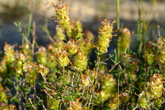 Microdon orbicularis