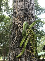 Aerides