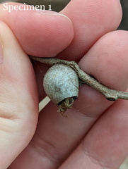 Doratifera vulnerans