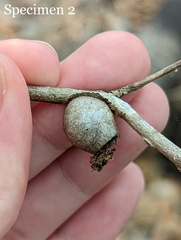 Doratifera vulnerans