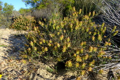 Microdon orbicularis