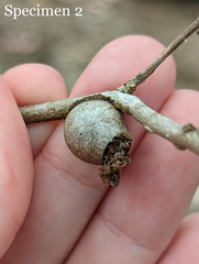 Doratifera vulnerans