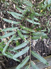 Acrostichum speciosum