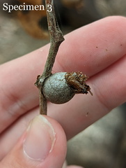 Doratifera vulnerans