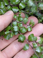 Gaultheria antipoda