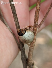 Doratifera vulnerans