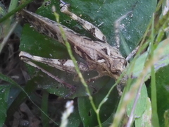 Oedaleus infernalis