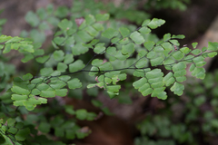 Adiantum aethiopicum
