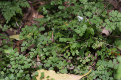 Adiantum aethiopicum