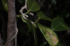 Hoya australis