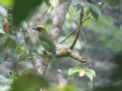 Psilopogon javensis