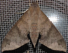 Pachylioides resumens