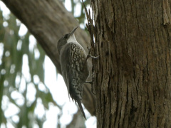 Cormobates leucophaea