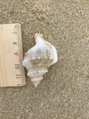Austrofusus glans