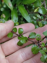 Gaultheria antipoda