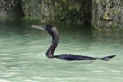 Phalacrocorax nigrogularis