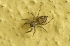 Menemerus