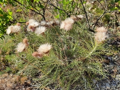Ptilostemon echinocephalus
