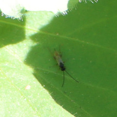 Ichneumonoidea