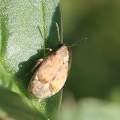 Bruchinae