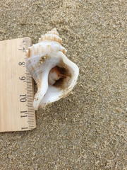 Austrofusus glans