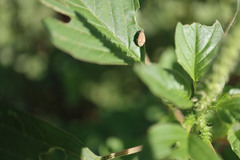 Bruchinae