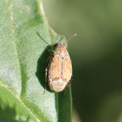 Bruchinae