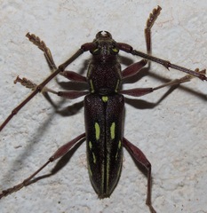 Ambonus distinctus
