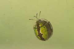 Chiridopsis marginata