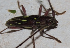 Ambonus distinctus