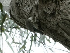 Cormobates leucophaea