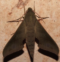 Xylophanes porcus
