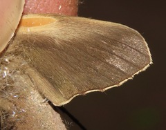 Xylophanes porcus