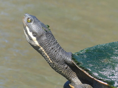 Emydura macquarii