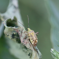 Taedia marmorata