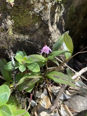 Dendrobium kingianum