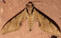 Protambulyx strigilis