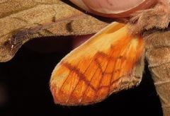 Protambulyx strigilis