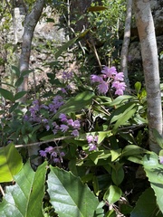Dendrobium kingianum