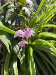 Dendrobium kingianum
