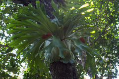 Platycerium superbum