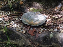 Mauremys japonica