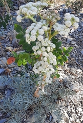 Seseli ponticum